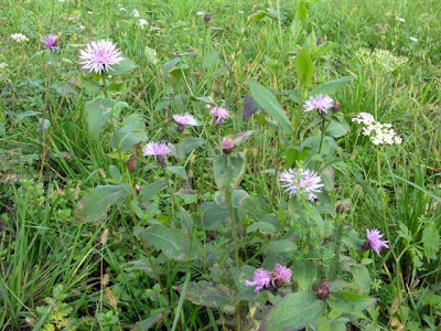 Fiordaliso carniolico
