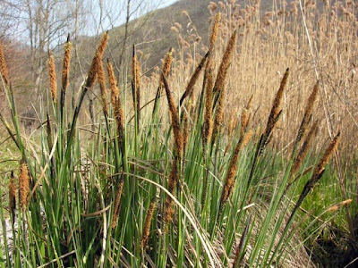 Carex acutiformis Ehrh.
