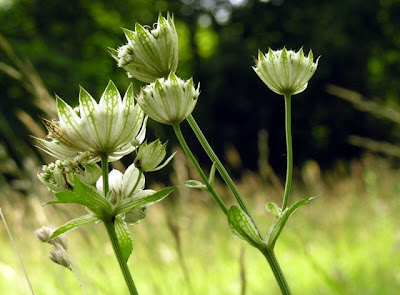Astrantia major,
astrantia,
Astranzia maggiore,
greater masterwort,
Mountain Sanicle Astrantia major,
astrantia,
Astranzia maggiore,
greater masterwort,
Mountain Sanicle