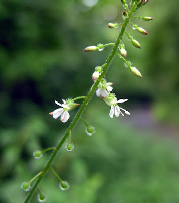 Enchanter's Nightshade