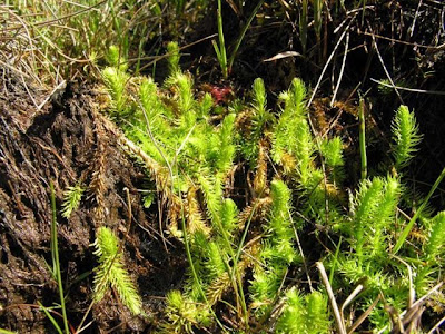 Inundated clubmoss