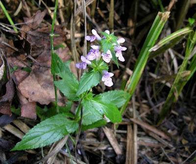 Espiga palustre