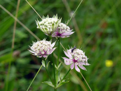 Astrantia major,
astrantia,
Astranzia maggiore,
greater masterwort,
Mountain Sanicle Astrantia major,
astrantia,
Astranzia maggiore,
greater masterwort,
Mountain Sanicle