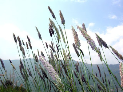 Golden foxtail grass