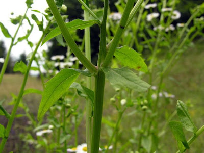 Eastern daisy fleabane