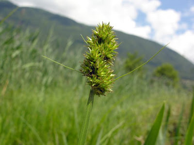 Carex otrubae Podp.