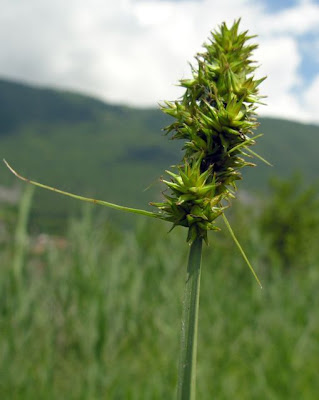 Carex otrubae Podp.