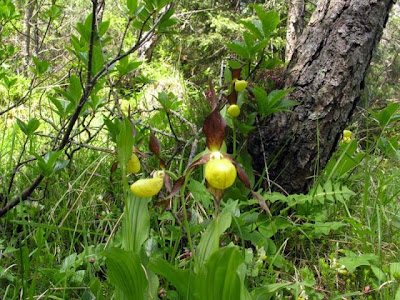 Yellow Lady's Slipper