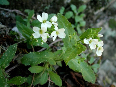 Alpine rockcress Alpine rockcress