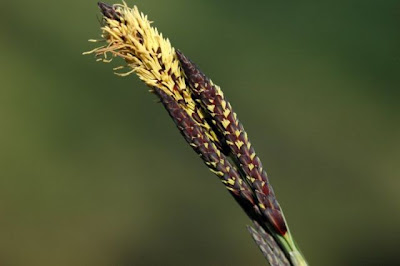 Carex flacca Schreber