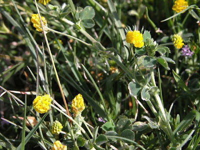 Erba medica lupulina