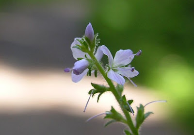 Gypsyweed