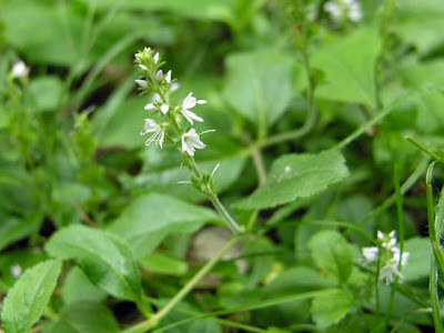 Gypsyweed