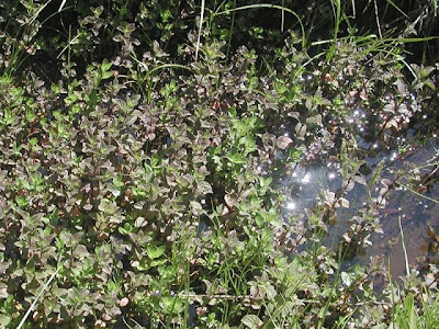 Mentha aquatica L. x. piperita