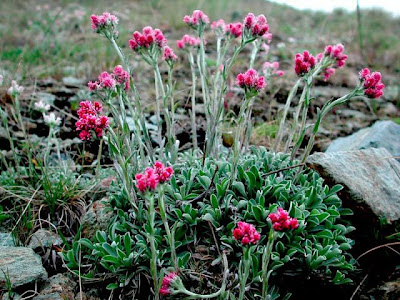 Antennaria dioica (L.) Gaertn.