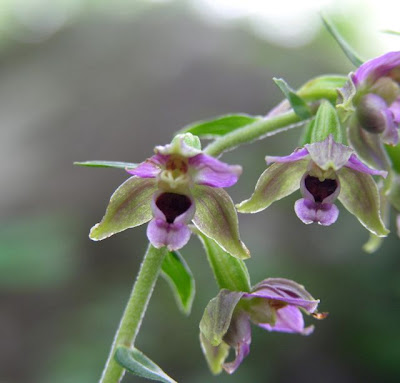 Helleborine Helleborine