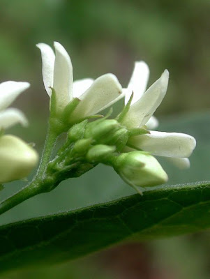 Vincetoxicum hirundinaria Medicus