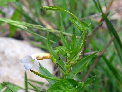 Gratiola,
hedge hyssop,
Hedge Nettle,
hedgehyssop