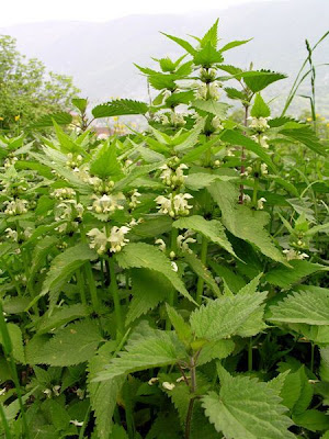 White-nettle White-nettle