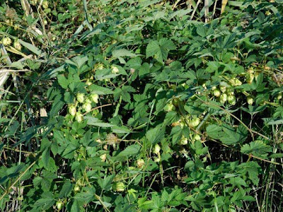 L�pulo