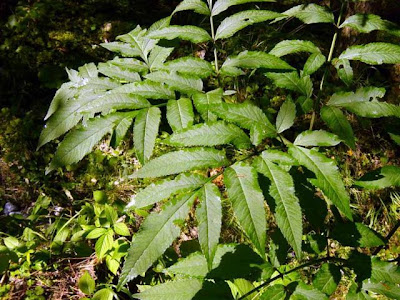 Angelica selvatica Angelica selvatica