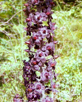 Black False Hellebore Black False Hellebore