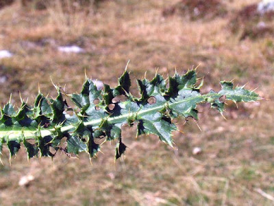 Alpine Thistle Alpine Thistle