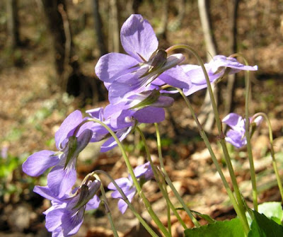 Early Dog Violet