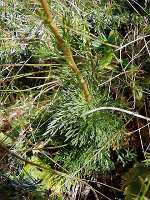 Jacobaea abrotanifolia,
Senecione abrotanico