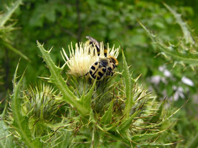 Cardo di Bertolone Cardo di Bertolone