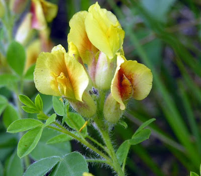 Citiso peloso