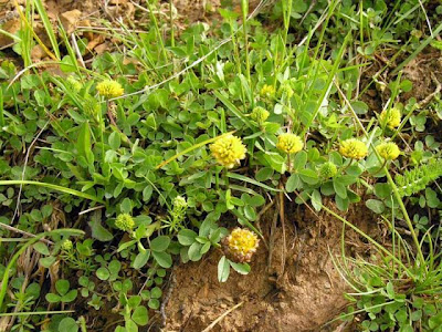 Brown Clover