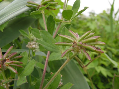 Dorycnium rectum,
,
Greater Badassi,
Trifoglino palustre