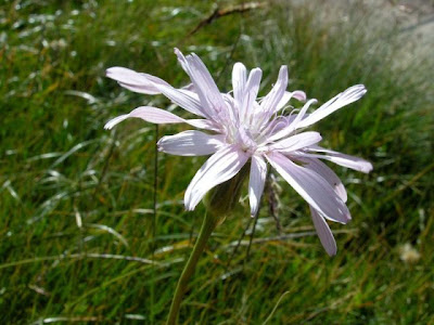 Scorzonera purpurea,
Purple Viper's Grass,
Scorzonera purpurea