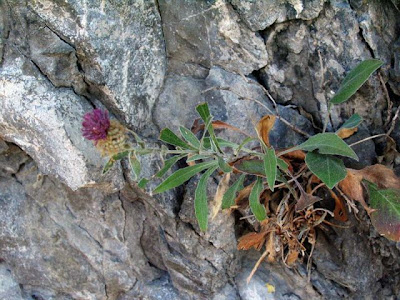 Centaurea rhaetica Moritzi
