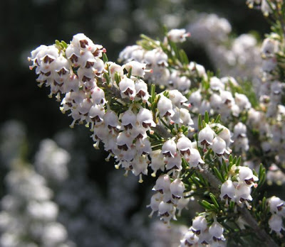 Briar root Briar root