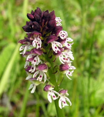 Dwarf Orchid Dwarf Orchid