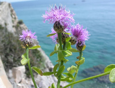 Centaurea aplolepa Moretti