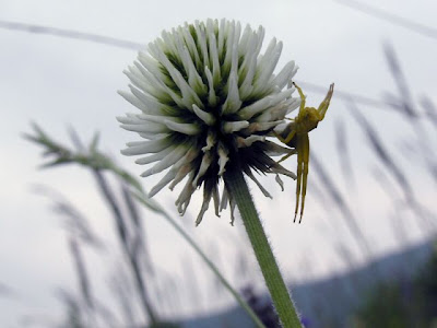 Mountain clover Mountain clover