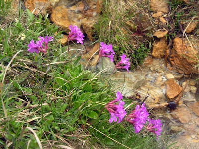 Primula glaucescente Primula glaucescente