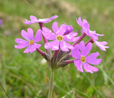 Long Flowered Primrose Long Flowered Primrose