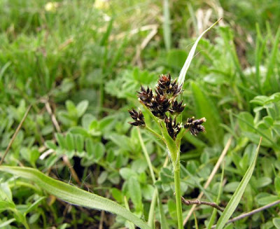 Erba lucciola multiflora