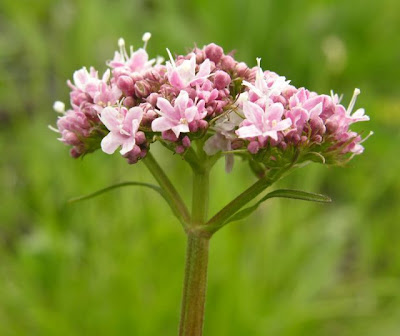 Valeriana montana,
Mountain Valerian,
Valeriana montana