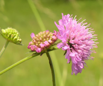 Knautia velutina,
Ambretta vellutata