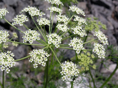 Imperatoria austriaca Imperatoria austriaca