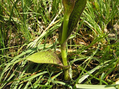 Dactylorhiza incarnata,
,
Orchide palmata,
Orchide sanguigna,
spotted orchid