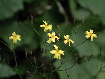 Lactuca muralis,
,
Lattuga dei boschi,
wall-lettuce
