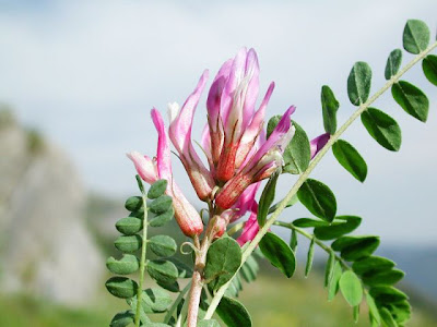 Astragalus monspessulanus,
Astragalo rosato,
Montpellier Milk Vetch