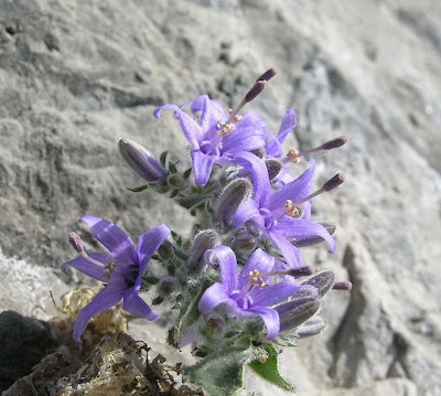 Campanula elatinoides Moretti