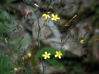 Lactuca muralis,
,
Lattuga dei boschi,
wall-lettuce